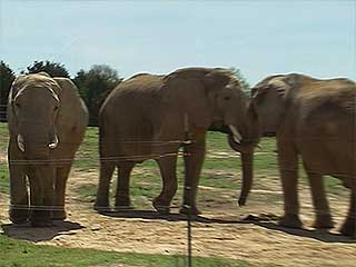 صور Riddle`s Elephant and Wildlife Sanctuary ألحيوَانَات